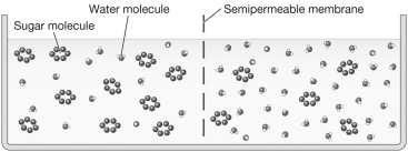 <strong>Examine the figure below.If each sugar molecule represents a percentage point of sugar dissolved in the solution,what change would you expect to see in the solution level over time and why? </strong> A)The solution level on the left side of the figure would rise while the solution level on the right side of the figure would decrease.This is because the solution on the left side of the figure is hypertonic while the solution on the right side of the figure is hypotonic. B)The solution level on the left side of the figure would decrease while the solution level on the right side of the figure would rise.This is because the solution on the left side of the figure is hypertonic while the solution on the right side of the figure is hypotonic. C)The solution level on the left side of the figure would decrease while the solution level on the right side of the figure would rise.This is because the solution on the left side of the figure is hypotonic while the solution on the right side of the figure is hypertonic. D)There will be no net movement of water because the solutions are isotonic.
