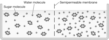 <strong>Examine the figure below.If each sugar molecule represents a percentage point of sugar dissolved in the solution,what change would you expect to see in the solution level over time and why? </strong> A)The solution level on the left side of the figure would rise while the solution level on the right side of the figure would decrease.This is because the solution on the left side of the figure is hypertonic while the solution on the right side of the figure is hypotonic. B)The solution level on the left side of the figure would decrease while the solution level on the right side of the figure would rise.This is because the solution on the left side of the figure is hypertonic while the solution on the right side of the figure is hypotonic. C)The solution level on the left side of the figure would decrease while the solution level on the right side of the figure would rise.This is because the solution on the left side of the figure is hypotonic while the solution on the right side of the figure is hypertonic. D)There will be no net movement of water because the solutions are isotonic.