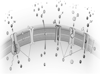 Label this plasma membrane.Use the following terms: cellular environment,external environment,plasma membrane,hydrophilic heads,hydrophobic tails,energy,water,sugar,transport proteins.