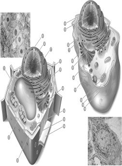 Indicate which cell in this figure is the plant cell and which is the animal cell.Label all cellular structures 1-12 in both cells.Include a very brief description of each organelle's function with its label.Use an asterisk to indicate which structures are unique to plant cells.