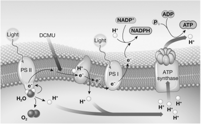 <strong>The chemical 3-(3,4-dichloro-phenyl)-1,1-dimethylurea (DCMU)blocks the movement of electrons at the point indicated by the black,downward-pointing arrow in the figure below.Which of the following would be an immediate effect of treating a chloroplast with this drug? </strong> A)Water molecules would be split at a faster rate than when the drug is not present. B)The amount of NADPH produced by the light reactions would increase. C)A proton gradient would not be created,so ATP could not be made. D)The production of water would increase.