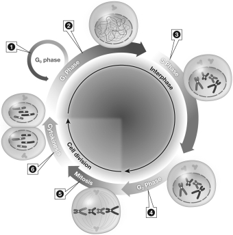 <strong>According to the image below,during which phase of the cell cycle does the cell increase in size in preparation for division? </strong> A)Region 1 B)Region 2 C)Region 3 D)Region 4