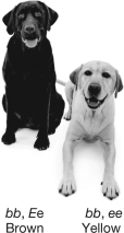 <strong>The figure shown indicates two Labrador retrievers that are both homozygous recessive for fur color.Why is one dog brown and the other is yellow? </strong> A)This is an example of pleiotropy. B)This is an example of codominance. C)This is an example of epistasis. D)This is an example of incomplete dominance.