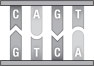 <strong>This figure shows a short sequence of DNA.During DNA replication,the piece of DNA depicted in this figure will produce </strong> A)one single-stranded molecule with the sequence CAGT. B)two single-stranded molecules with the sequence GTCA. C)one single-stranded molecule with the sequence CAGT and a separate single-stranded molecule with the sequence GTCA. D)two double-stranded molecules that look just like the figure.