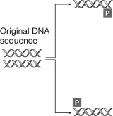 <strong>The following figure shows the first cycle in polymerase chain reaction (PCR).What is the role of the structure marked P in this figure? </strong> A)The P represents the heat-tolerant DNA polymerase used in PCR to copy the gene of interest. B)The P represents a sequence of DNA complementary to parts of the gene being amplified that allows DNA polymerase to attach to the gene. C)The P indicates where on the DNA that DNA polymerase should terminate replication. D)The P indicates the location of the promoter for the gene being amplified.