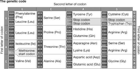 <strong>Use the following chart to determine the chain of amino acids that would be produced by the entire sequence UGUACGAUAGGCUAG. </strong> A)ACAUGCUAUAUCCCG B)ACATGCTATATCCCG C)cysteine-threonine-isoleucine-glycine D)cysteine-threonine-isoleucine-glycine-stop