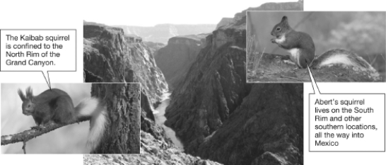 <strong>The two squirrel species shown in the figure arose from the same ancestor.The Kaibab squirrel lives on the north rim of the Grand Canyon and Abert's squirrel lives on the south rim.Which is the most likely explanation for their speciation? </strong> A)The population of ancestral squirrel occupied only one of the rims of the Grand Canyon.As the population grew,some members of the population crossed the Grand Canyon to form a new population. B)The population of the ancestral squirrel was split by the formation of the Grand Canyon.Since the habitats were different on each rim,the populations evolved differently and became reproductively isolated. C)When the Grand Canyon formed,competition for food and shelter became fierce.The two species arose through sympatric speciation as some individuals gathered food on the north rim rather than on the south rim. D)The ancestral squirrel was actually a hybrid of two squirrel species.When the populations were separated and could no longer mate,the characteristics of the two species became more obvious.