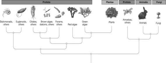 <strong>According to the tree below,which of the following combinations of organisms are most closely related?  </strong> A)amoebas and plants B)animals and fungi C)plants and fungi D)fungi and amoebas <div style=padding-top: 35px> 