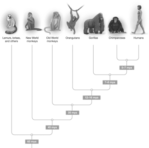 <strong>According to this evolutionary tree,when did hominins branch away from the other apes?  </strong> A)35 mya B)12-16 mya C)7-8 mya D)5-7 mya <div style=padding-top: 35px> 