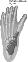 <strong>What does the positioning of the toe indicated by the arrow in this figure suggest about the owner of this fossil hominid foot?  </strong> A)This hominid most likely always traveled on four feet. B)This hominid most likely spent all of its time swinging in the trees. C)This hominid traveled mostly on four feet but also spent a great deal of time swinging in the trees. D)This hominid probably walked upright on two feet and may have spent time in trees. <div style=padding-top: 35px> 