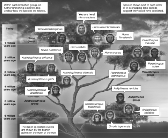 <strong>Examine the following Hominin evolutionary tree.Which of the following genera are most closely related?  </strong> A)Ardipithecus and Homo B)Australopithecus and Homo C)Sahalenthropus and Homo D)Orrorin and Homo <div style=padding-top: 35px> 