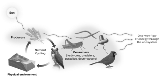 <strong>In the diagram below,how do nutrient and energy flow differ? </strong> A)Energy flow is one-way,whereas nutrients are recycled. B)Energy is recycled,whereas nutrient flow is one-way. C)Only about 10 percent of energy flows from trophic level to trophic level.Nutrient flow is 100 percent from trophic level to trophic level. D)Energy flows only to primary producers and decomposers,whereas nutrients flow only to secondary consumers and decomposers.