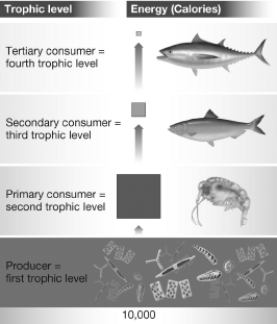 Considering this food chain,explain how many calories are available in the consumer trophic levels and why.