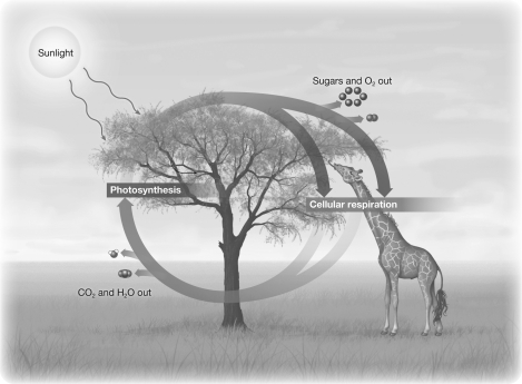 <strong>The illustration below indicates that photosynthesis and cellular respiration are both complementary and balanced. An excess of sugars produced fossil fuels like coal and petroleum; this suggest that in the past, </strong> A)the amount of photosynthesis occurring exceeded the amount of cellular respiration. B)sugars were only one of several products of photosynthesis. C)reduced carbon-rich molecules could be produced independently from the photosynthetic process. D)the energy release from respiration must have exceeded energy use in photosynthesis.
