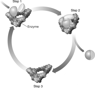 <strong>The image below diagrams the action of an enzyme. Notice that the enzyme is depicted as being more tightly wrapped around the substrates in step 2 than it is in step 1. Why is this? </strong> A)When a substrate locks into the active site of an enzyme, the enzyme changes shape to mold itself around the substrates. B)Generally, the size of a substrate is larger than the size of the active site into which it must fit. When the substrate enters the active site, the active site must stretch to fit. C)Before catalysis can occur, a substrate must change its shape so that it fits into the active site of the enzyme more precisely. D)Most active sites are only designed to hold one substrate. In this image, two substrates enter the active site, creating a tighter fit.