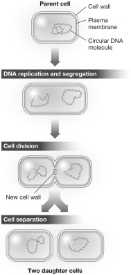 <strong>The process shown in the figure could produce </strong> A)two identical skin cells. B)two genetically unique sperm cells. C)two cloned red blood cells. D)two identical prokaryotic cells.