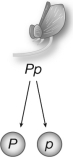 <strong>The figure shown illustrates </strong> A)the law of independent assortment. B)the law of segregation. C)a dihybrid cross. D)a monohybrid cross.