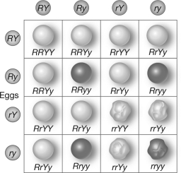 <strong>The 9:3:3:1 ratio of phenotypes that occurs in the F2 generation of the cross shown can be explained using </strong> A)blending inheritance. B)Mendel's law of segregation only. C)Mendel's law of independent assortment only. D)both of Mendel's laws of genetic inheritance.