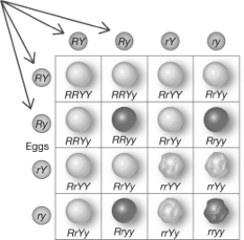 <strong>In the Punnett square shown below, the lettered circles on the top and left of the square (indicated by the arrows) represent the </strong> A)offspring that will be produced by the cross. B)genotypes of the parents involved in the cross. C)gametes that may be produced by each parent involved in the cross. D)offspring that could be produced by the cross.