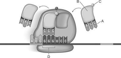 <strong>Which of the lettered arrows in the following diagram of translation indicates a codon? </strong> A)A B)B C)C D)D
