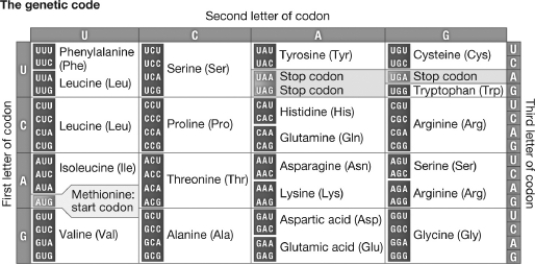 <strong>Which of the following codons codes for the same amino acid as the codon AGU? </strong> A)AGA B)CGU C)UCA D)GCU