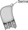 <strong>What is the sequence of the codon that the transfer RNA shown in the following figure would bind to during translation? </strong> A)AGG B)UCC C)TCC D)Serine