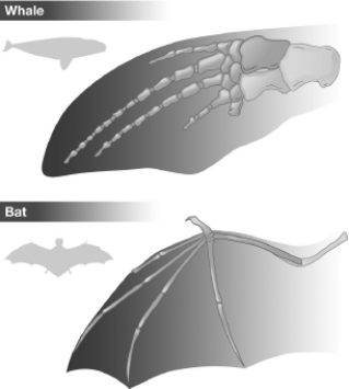 <strong>The following diagram shows the bone structure of a whale flipper and a bat wing. Which of the following suggests that these two structures are homologous rather than analogous? </strong> A)Both the flipper and the wing contain five fingerlike bone projections. B)The flipper is formed from the entire front appendage of the whale, but the wing is only formed from the hand part of the front appendage of the bat. C)The bones that form the five fingerlike projections in the flipper have much thicker bones than the bones that form these projections in the bat. D)The flipper of the whale contains more bones than the wing of the bat.