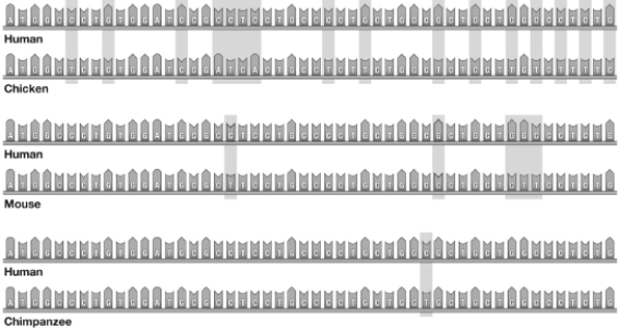 <strong>The following image shows genetic comparisons of human, chicken, mouse, and chimpanzee. The shaded regions show nucleotide differences. Which of the following statements is supported by this data? </strong> A)Humans are more closely related to mice than to chickens. B)Humans are more closely related to mice than to chimpanzees. C)Chickens are more closely related to mice than to chimpanzees. D)Chickens are more closely related to chimpanzees than to mice.