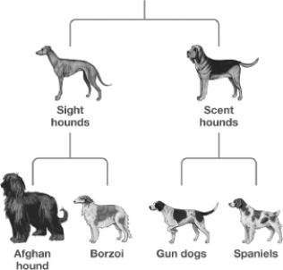 <strong>Examine the following figure. According to this figure, which two breeds have the LEAST similar DNA? </strong> A)Gun dog and Borzoi B)Gun dog and Spaniels C)Gun dogs and Scent hounds D)Sight hounds and Scent hounds