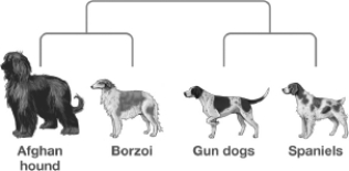 Which dog would have DNA most similar to the Borzoi?