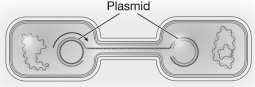 <strong>The following image is an example of </strong> A)gene flow. B)genetic drift. C)natural selection. D)mutation.