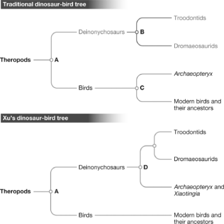 <strong>In the evolutionary tree below, which of the nodes corresponds to the most recent common ancestor of Troodontids, Dromaeosaurids, and Archaeopteryx? </strong> A)A B)B C)C D)D