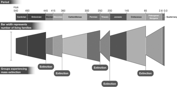 <strong>The figure below shows the number of living taxonomic families that existed on Earth during the last 540 million years. The sudden decreases in family numbers at 445, 360, 250, 200, and 65 million years ago represent Earth's five mass extinction events. Based on this data, which mass extinction had the biggest impact on the overall diversity of life on Earth? </strong> A)200 million years ago B)250 million years ago C)360 million years ago D)445 million years ago