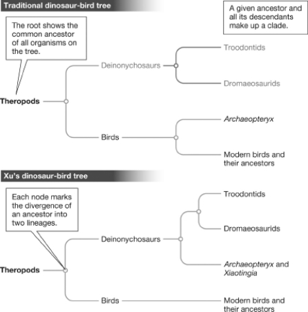 Early birds had small, thick skulls and two toes on each foot. Archaeopteryx had a long, almost pointy skull, and three toes on each foot. Early birds and Archaeopteryx shared the traits of feathers, clawed hands, and a long, bony tail. Examine the two trees presented in the figure below. Assuming that Xiaotingia shared traits with Archaeopteryx that neither of them shared with birds and looking only at the traits presented here, which of the trees shows the most likely relationship between these three animals? Support your answer by indicating which tree branch is initiated by which characteristic.