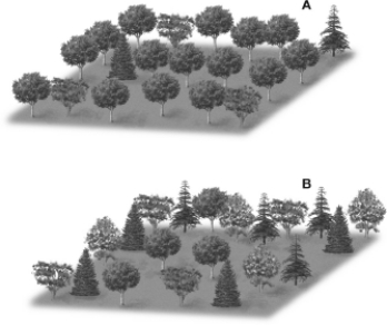 <strong>In comparing the two communities shown, </strong> A)community A has a higher relative species abundance. B)community B has a higher relative species abundance. C)community A has more primary producers than community B. D)community B has more primary producers than community A.