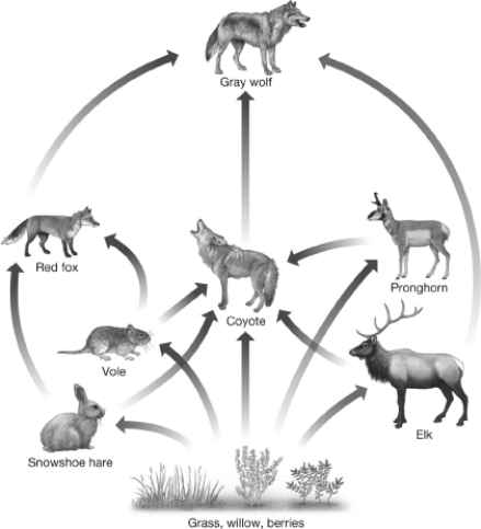 <strong>After studying the food web shown, select a reasonable outcome following the complete disappearance of wolves. </strong> A)Coyotes may decline because they eat wolves. B)Coyotes may increase because one of their primary predators is gone. C)Grass, willow, and berries will increase as more elk become available. D)Voles may decline as coyotes become less abundant.