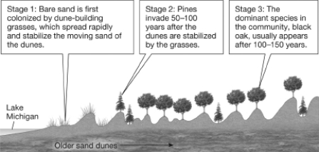 <strong>The figure shown illustrates how, although pines first established themselves as the dominant tree in the Lake Michigan sand dune community, black oaks ultimately become the dominant species. What best explains the gradual reduction of the pine? </strong> A)Oaks trap sand, causing the dune to level out; pines can only survive in the low, protected areas between the dunes. B)Pine needles and the shade from existing pines improve the soil composition and moisture, allowing oaks to become established and preventing new pines from surviving. C)Pines replace the grasses but this destabilizes the dune and increases the amount of moving sand. The loss of pines is not related to the presence of the oaks. D)Actually oak seeds were always present in the sand; they simply require more time to germinate.