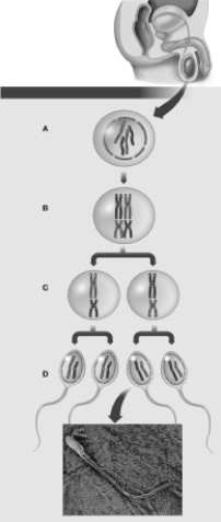 <strong>Which cell in this figure is the first to be haploid?  </strong> A)A B)B C)C D)D <div style=padding-top: 35px> 