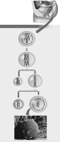 <strong>Which of the following is a product of meiosis I that is NOT in the lineage of ovum formation?  </strong> A)the secondary oocyte B)the second polar body C)the primary oocyte D)the first polar body <div style=padding-top: 35px> 