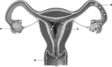 <strong>Which of the locations highlighted in this figure is the site of embryo implantation?  </strong> A)A B)B C)C D)D <div style=padding-top: 35px> 