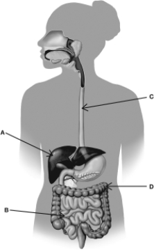 <strong>Which letter in this figure identifies the site where most digestion and nutrient absorption takes place? </strong> A)A B)B C)C D)D