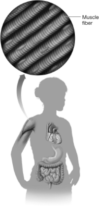 <strong>Which of the following statements about the muscle shown in this figure is true? </strong> A)It is under our conscious control. B)It lacks myofibrils. C)It lacks nuclei. D)It is an involuntary muscle.
