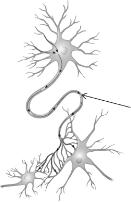 <strong>The figure shown indicates a(n) </strong> A)cell body. B)dendrite. C)target cell. D)axon.