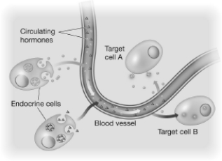 <strong>Which of the following statements accurately describes hormonal signaling, as depicted in this figure? </strong> A)Each endocrine cell has the ability to make all of an organism's hormones. B)Hormones act on specific target cells. C)Hormones may diffuse into the circulatory system but they cannot diffuse out of it. D)Target cells signal each other using hormones.