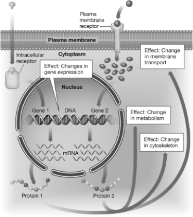 <strong>Which of the following statements accurately describes how hormones can affect a cell, as illustrated in this figure? </strong> A)Hormones often trigger the shearing of DNA. B)Protein synthesis helps cells maintain metabolism at current levels. C)Intracellular receptors increase the export of important signaling molecules when they are bound with hydrophilic hormones. D)Hormones are effective at low concentrations.