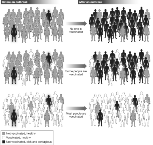 <strong>This figure, based on data collected by The National Institute of Allergy and Infectious Diseases, graphically illustrates that a disease is less likely to spread to vulnerable members of a population if most of the population is immunized against the disease. This phenomenon occurs because </strong> A)when fewer individuals in the population are likely to become infected, fewer people are able to spread the disease, and the vulnerable members of the population are less likely to come in contact with contagious individuals. B)if more individuals in the population become infected, fewer people are able to spread the disease, and the vulnerable members of the population are less likely to come in contact with contagious individuals. C)if more individuals in the population become infected, more people are able to spread the disease, and the vulnerable members of the population are less likely to come in contact with contagious individuals. D)when none of the population is immune to the disease, no one will contract the disease and therefore pass it on to the vulnerable members of the population.