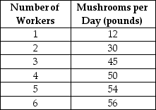 <strong>Table 9.1 Table 9.1 shows the technology of production at the Matsuko's Mushroom Farm for the month of May 2011. Refer to Table 9.1.What is the marginal product of the 4th worker?</strong> A)137 pounds B)50 pounds C)12.5 pounds D)5 pounds