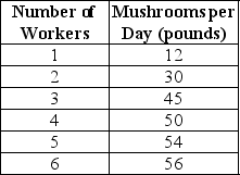<strong>Table 8-1 Table 8-1 shows the technology of production at the Matsuko's Mushroom Farm for the month of May 2011. Refer to Table 8-1.What is the marginal product of the 4th worker?</strong> A)137 pounds B)50 pounds C)12.5 pounds D)5 pounds