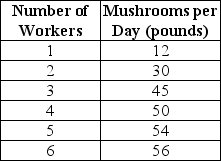 <strong>Table 11-1 Table 11-1 shows the technology of production at the Matsuko's Mushroom Farm for the month of May 2011. -Refer to Table 11-1.What is the marginal product of the 4th worker?</strong> A) 137 pounds B) 50 pounds C) 12.5 pounds D) 5 pounds