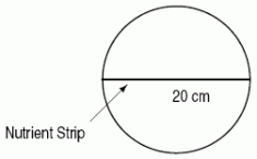 <strong>A thin strip of nutrients 20 cm long is placed in a circular petri dish of radius 10 cm, as shown.The population density of bacteria in the disk after 3 hours is given by \frac{75}{D+4} bacteria/cm<sup>2 </sup>where D is the distance (in cm)to the nutrient strip.Which of the following integrals gives the number of bacteria in the petri dish 3 hours after the nutrient strip has been introduced? </strong> A) 150 \pi \int_{0}^{20} \frac{100-D^{2}}{D+4} d D B) 75 \pi \int_{0}^{3} \frac{\sqrt{100-D^{2}}}{D+4} d D C) 300 \int_{0}^{10} \frac{\sqrt{100-D^{2}}}{D+4} d D D) 75 \int_{0}^{20} \frac{\sqrt{100-D^{2}}}{D+4} d D